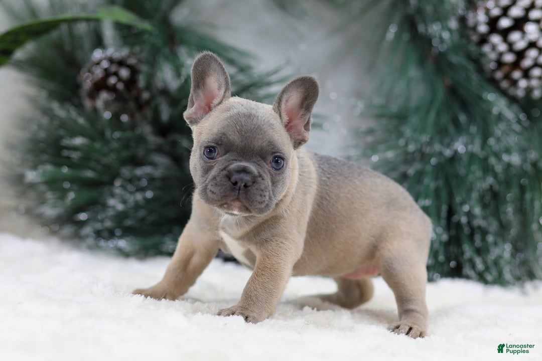 French Bulldog dogs for sale: Hailey - Ad 1