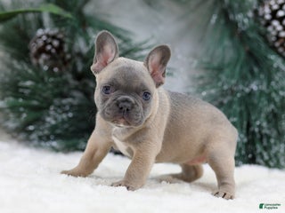 French Bulldog dogs Hailey - Ad 26