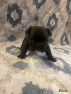 French Bulldog dogs Cash - Ad 8