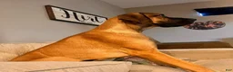 Great Dane dogs for sale: Hank - Ad 11
