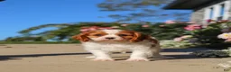 Cavalier King Charles Spaniel dogs for sale: Maggie - Ad 9
