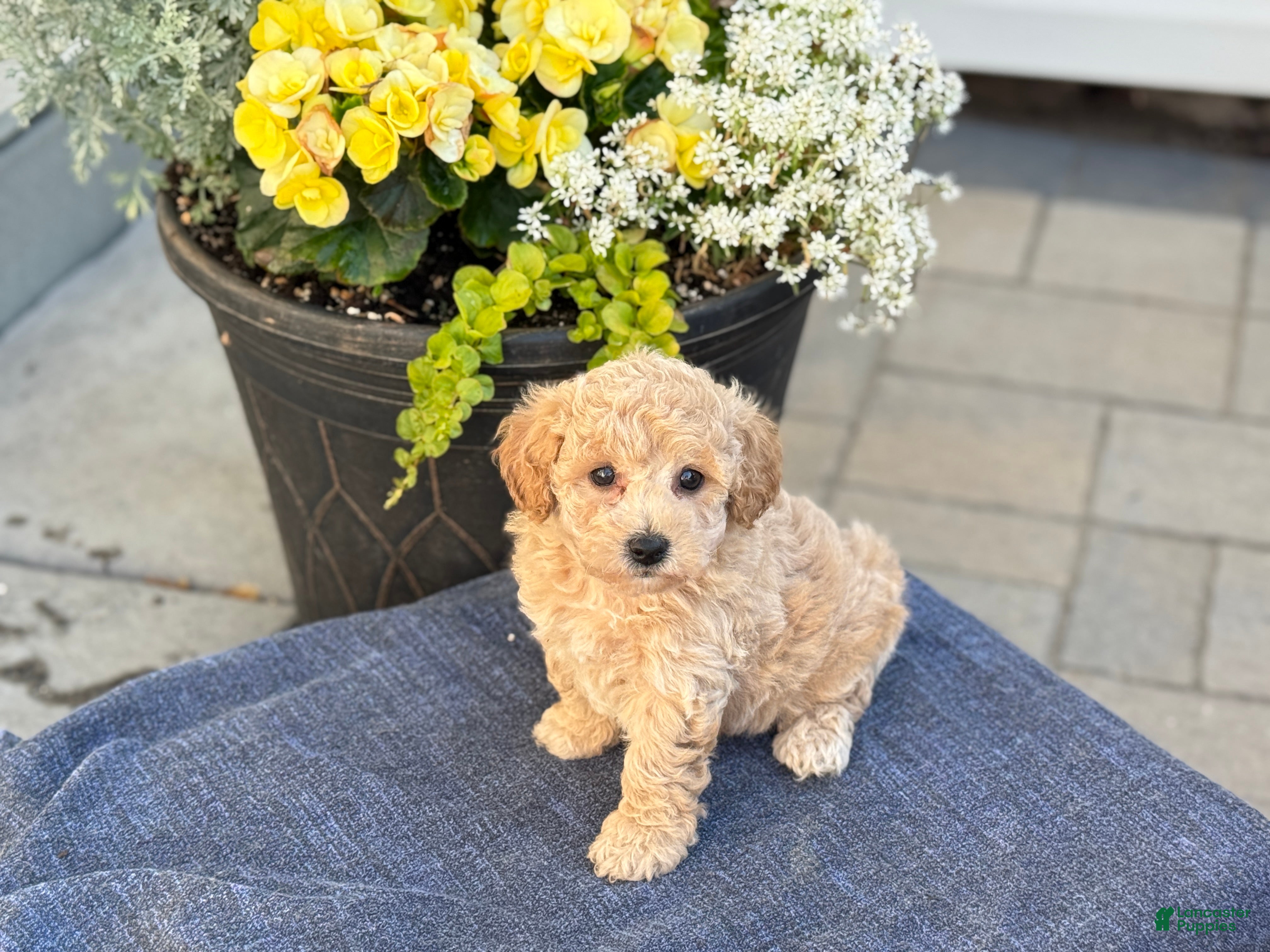 Bichpoo dogs for sale: Finn - Ad 10