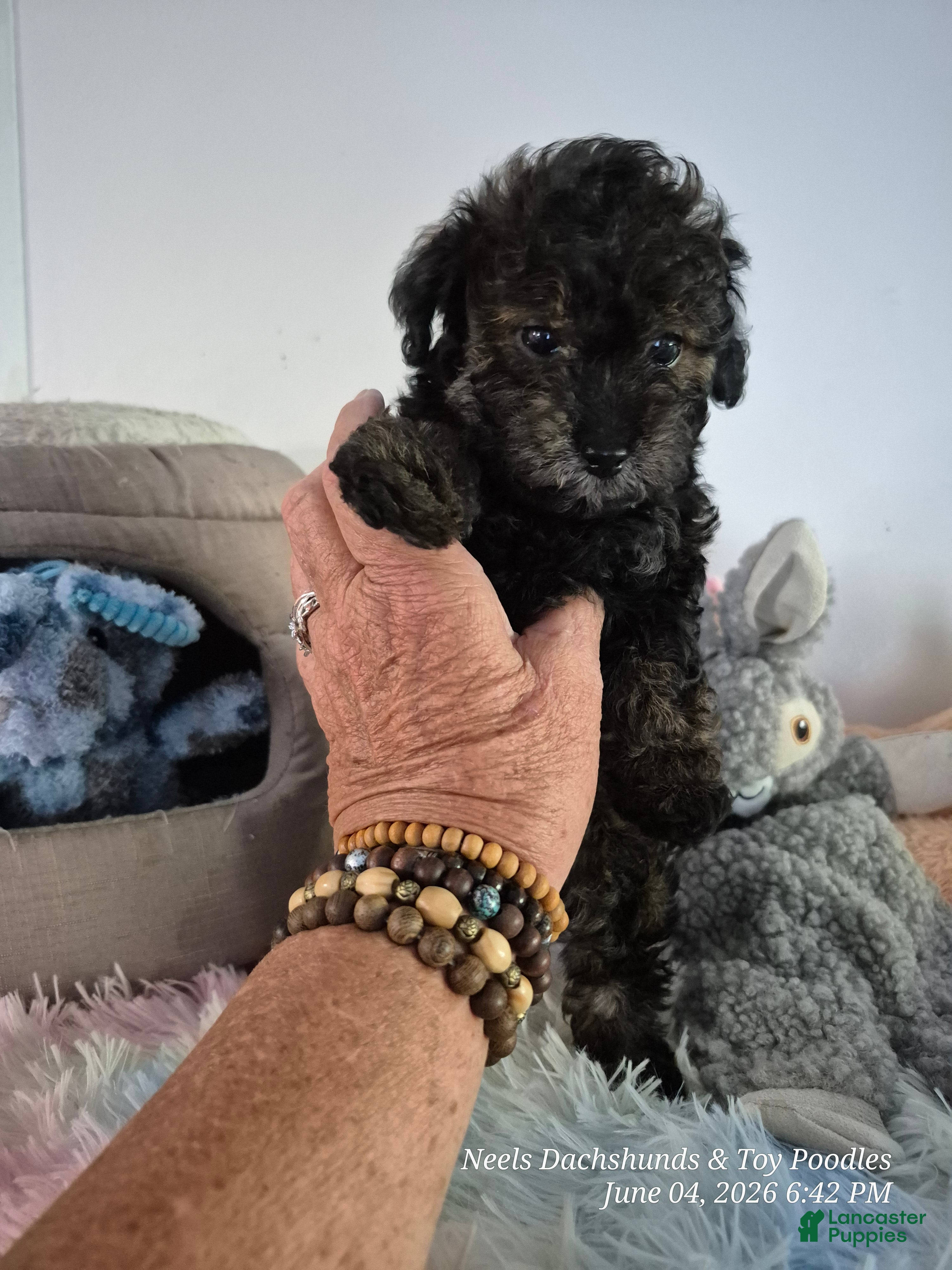 Toy Poodle dogs Toy Poodle Puppy 1 - Ad 2