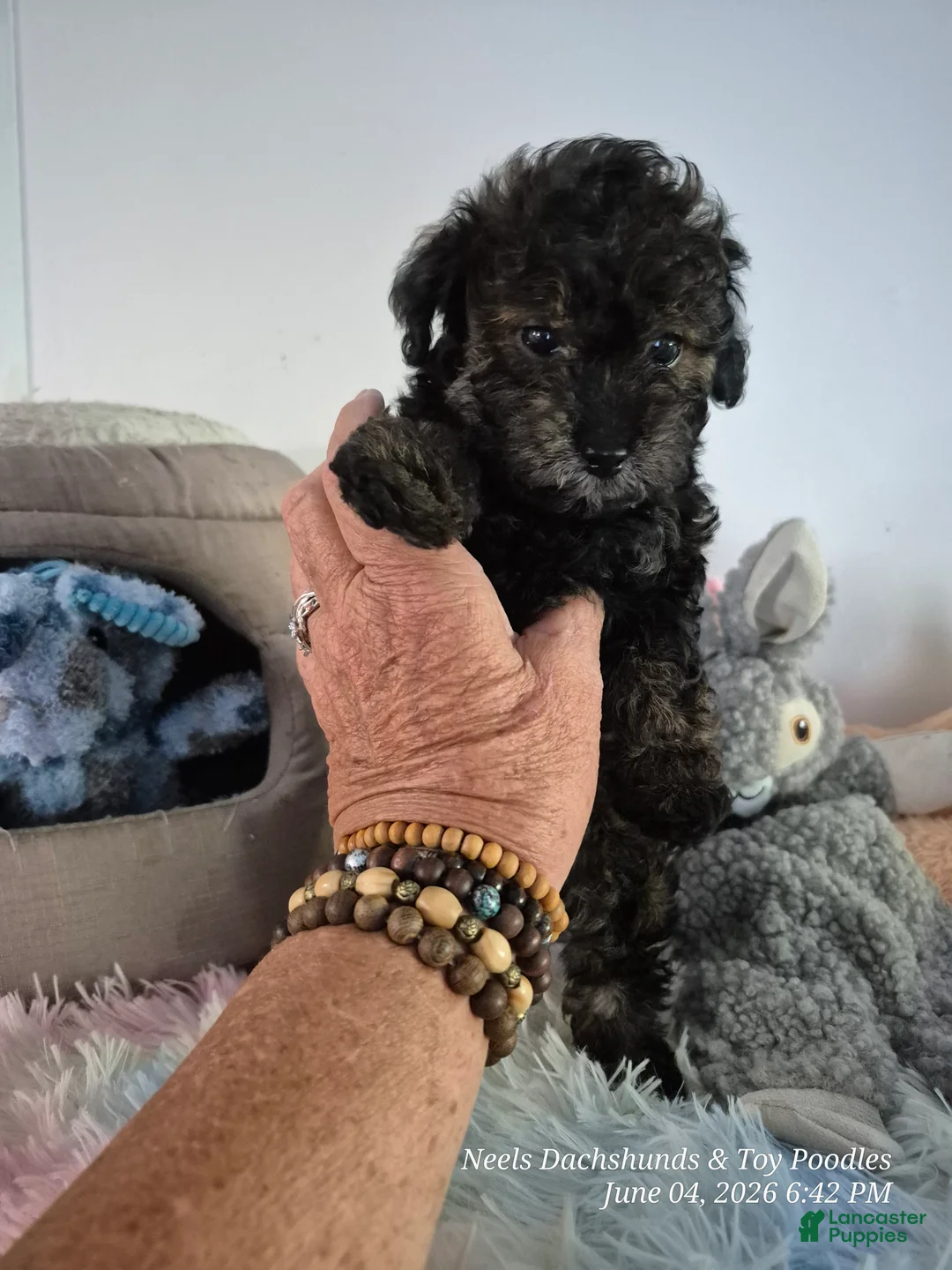 Toy Poodle dogs for sale: Toy Poodle Puppy 1 - Ad 2