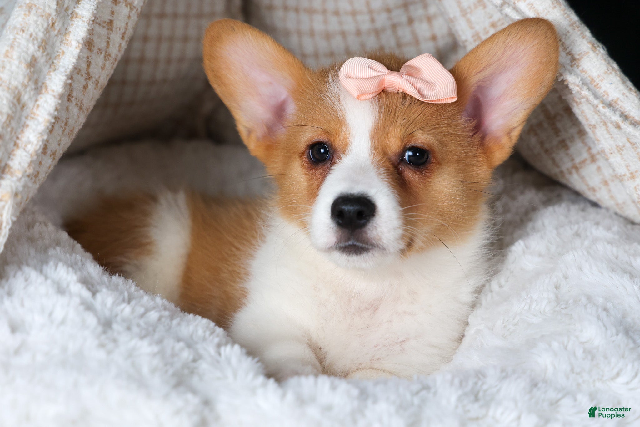 Welsh Corgi Pembroke dogs Iris - Ad 9