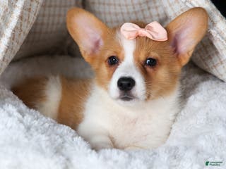 Welsh Corgi Pembroke dogs Iris - Ad 11