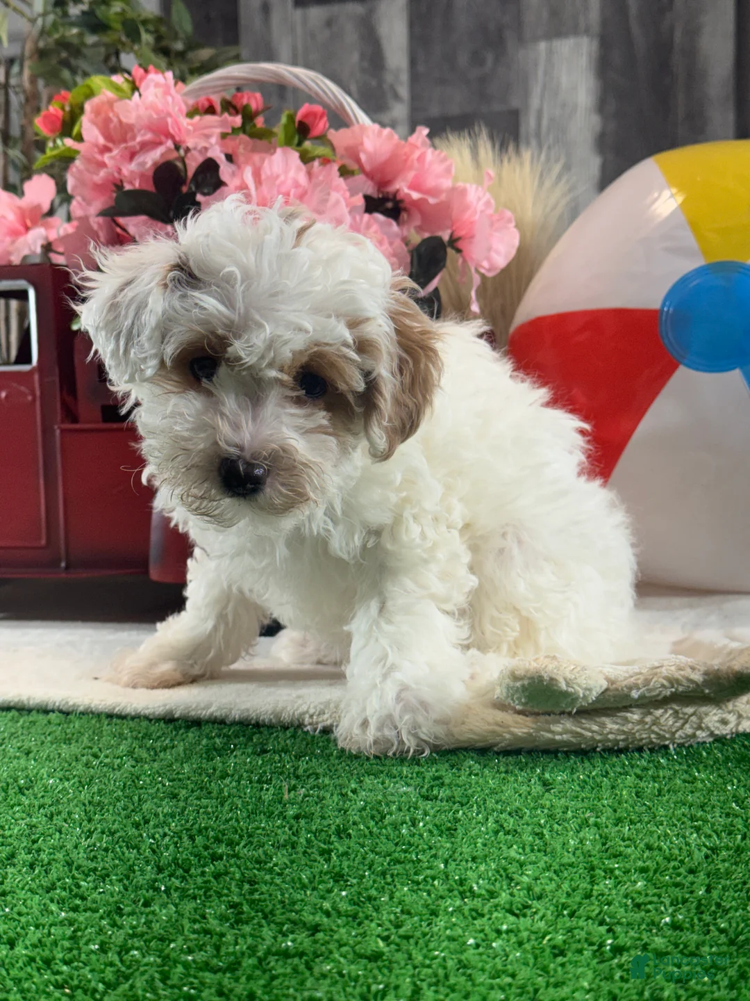 Toy Poodle dogs for sale: Naomi - Ad 6