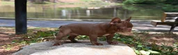 French Bulldog dogs for sale: Golden kid - Ad 7