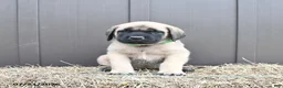 English Mastiff dogs for sale: Merlin - Ad 5