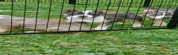American Bully dogs for sale: American Bully 5 - Ad 18