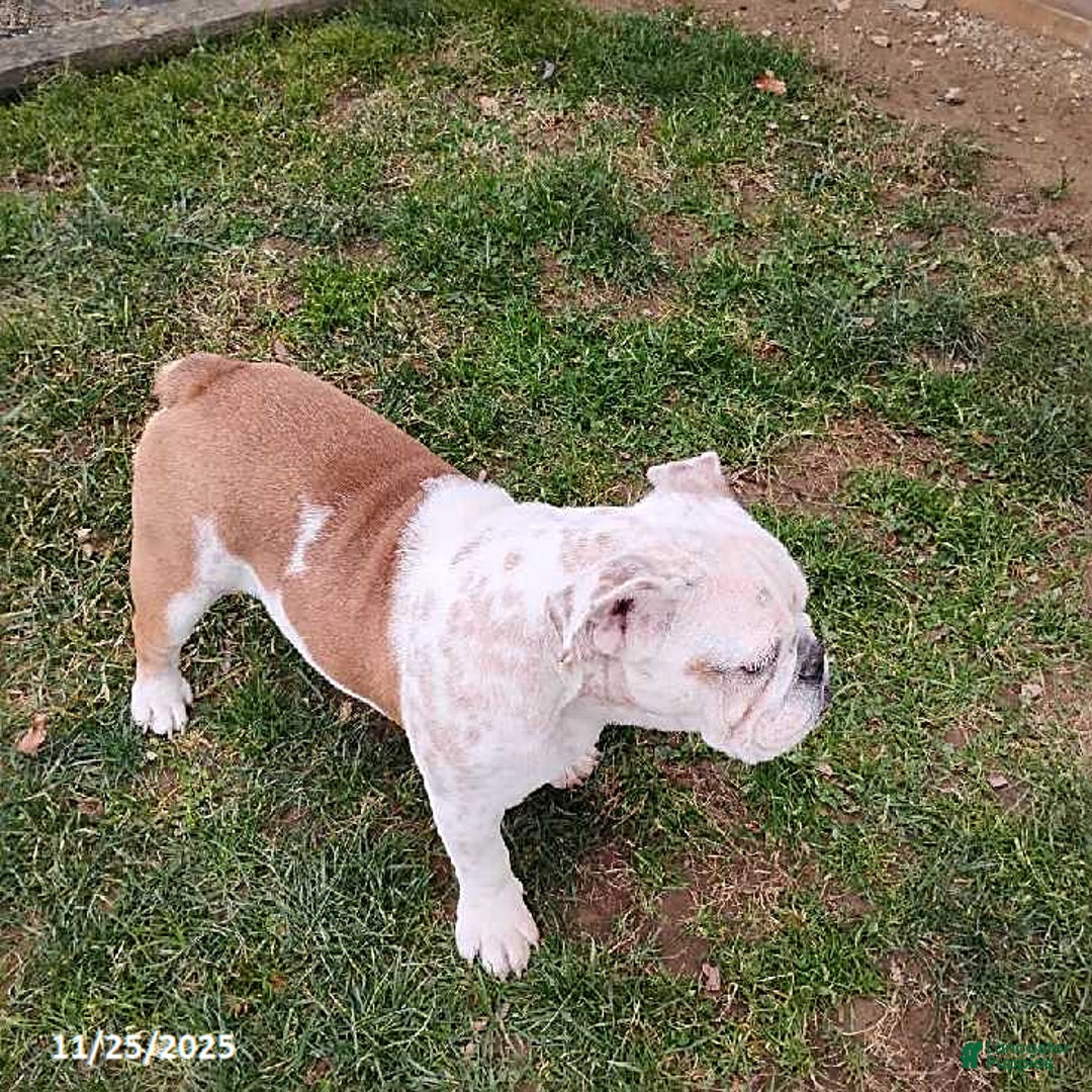 English Bulldog dogs for sale: Renita - Ad 4