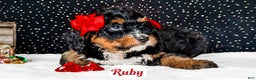 Bernedoodle dogs for sale: Ruby - Ad 5