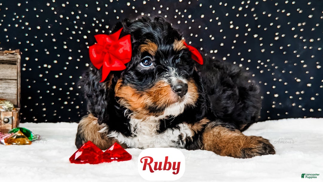 Bernedoodle dogs for sale: Ruby - Ad 5