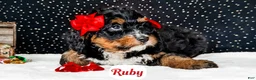 Bernedoodle dogs for sale: Ruby - Ad 5