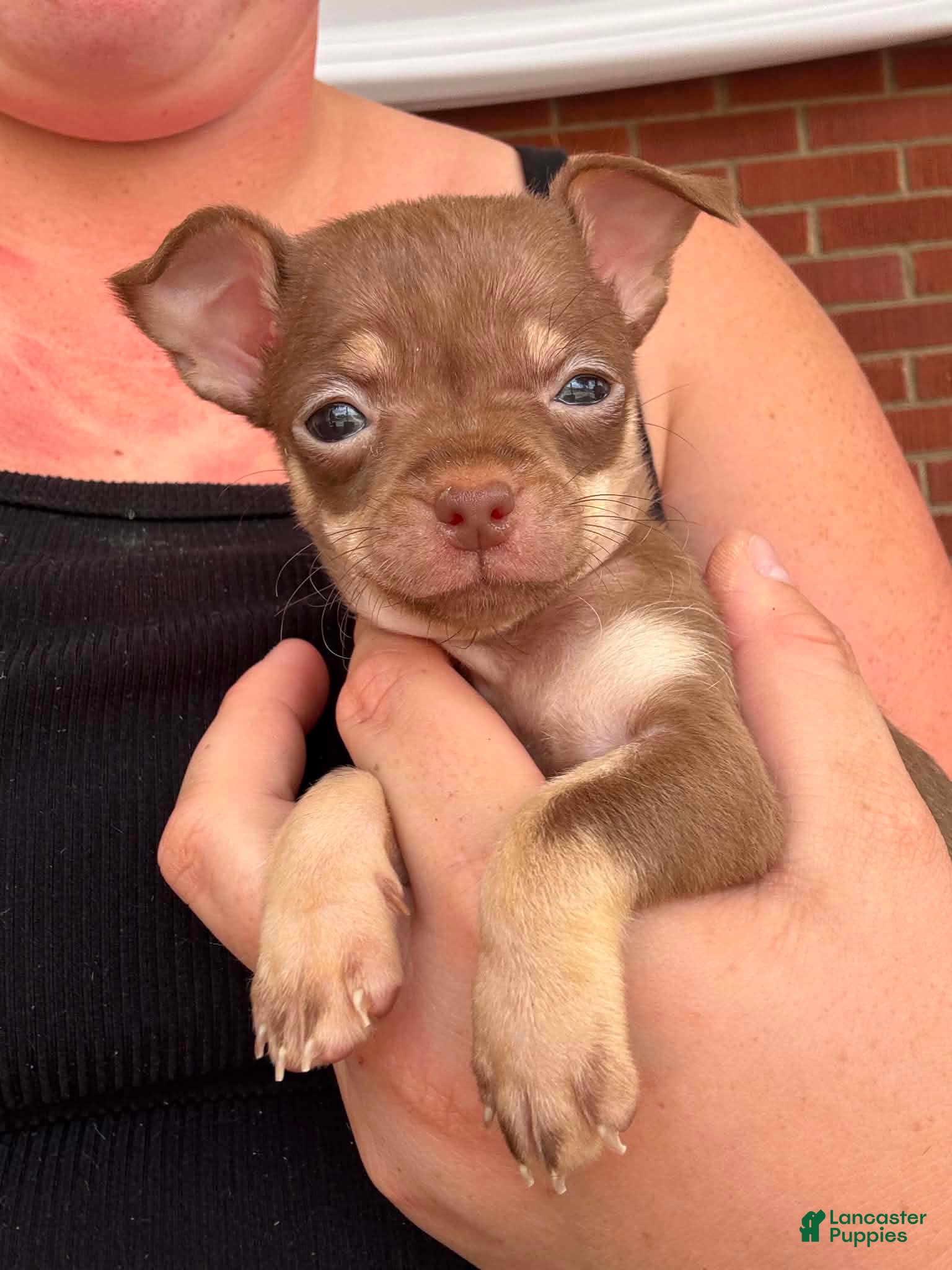 Chihuahua dogs Chihuahua Puppy 1 - Ad 41