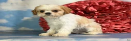 Cavapoo dogs for sale: Ginseng - Ad 4