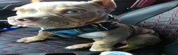 American Bully dogs for sale: American Bully - Ad 7