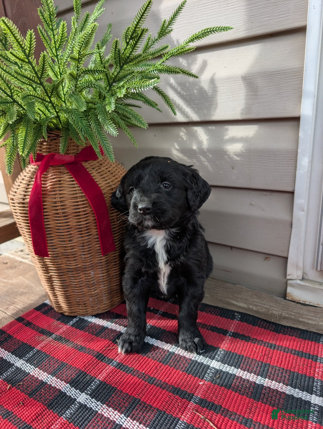 Mixed Breed dogs for sale: Reese  - Ad 3