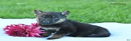 German Shepherd dogs for sale: Jimmy - Ad 4