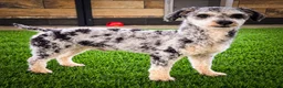 Miniature Poodle dogs for sale: Jenson ✨ - Ad 22