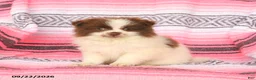 Pomeranian dogs for sale: Tinker - Ad 3