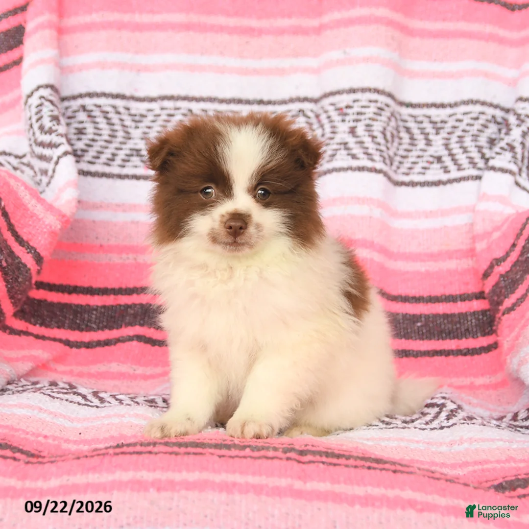 Pomeranian dogs for sale: Tinker - Ad 3