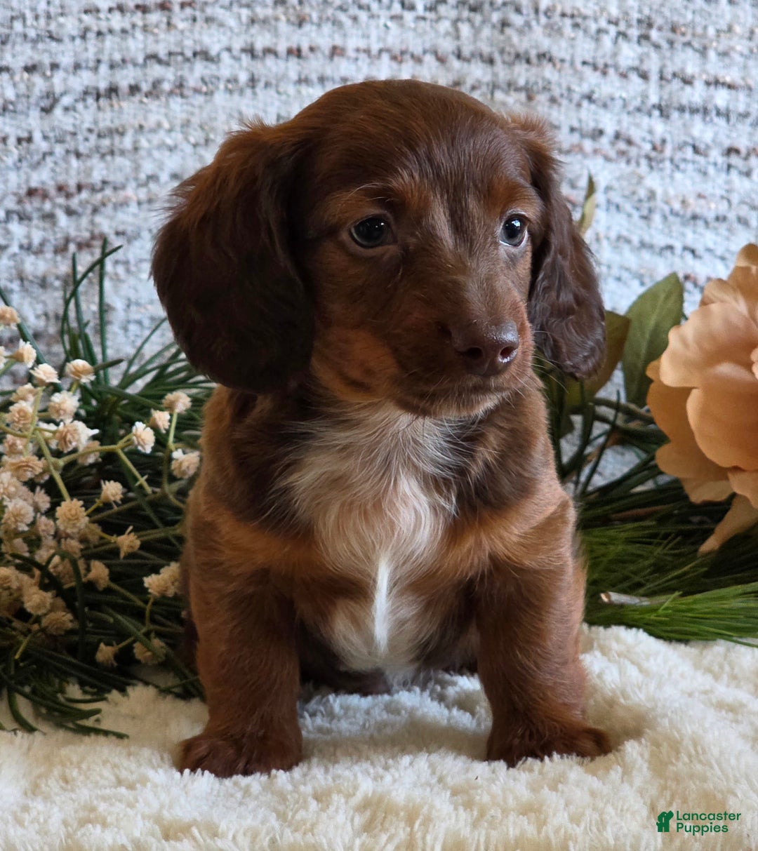 Miniature Dachshund dogs for sale: Sparky - Ad 6