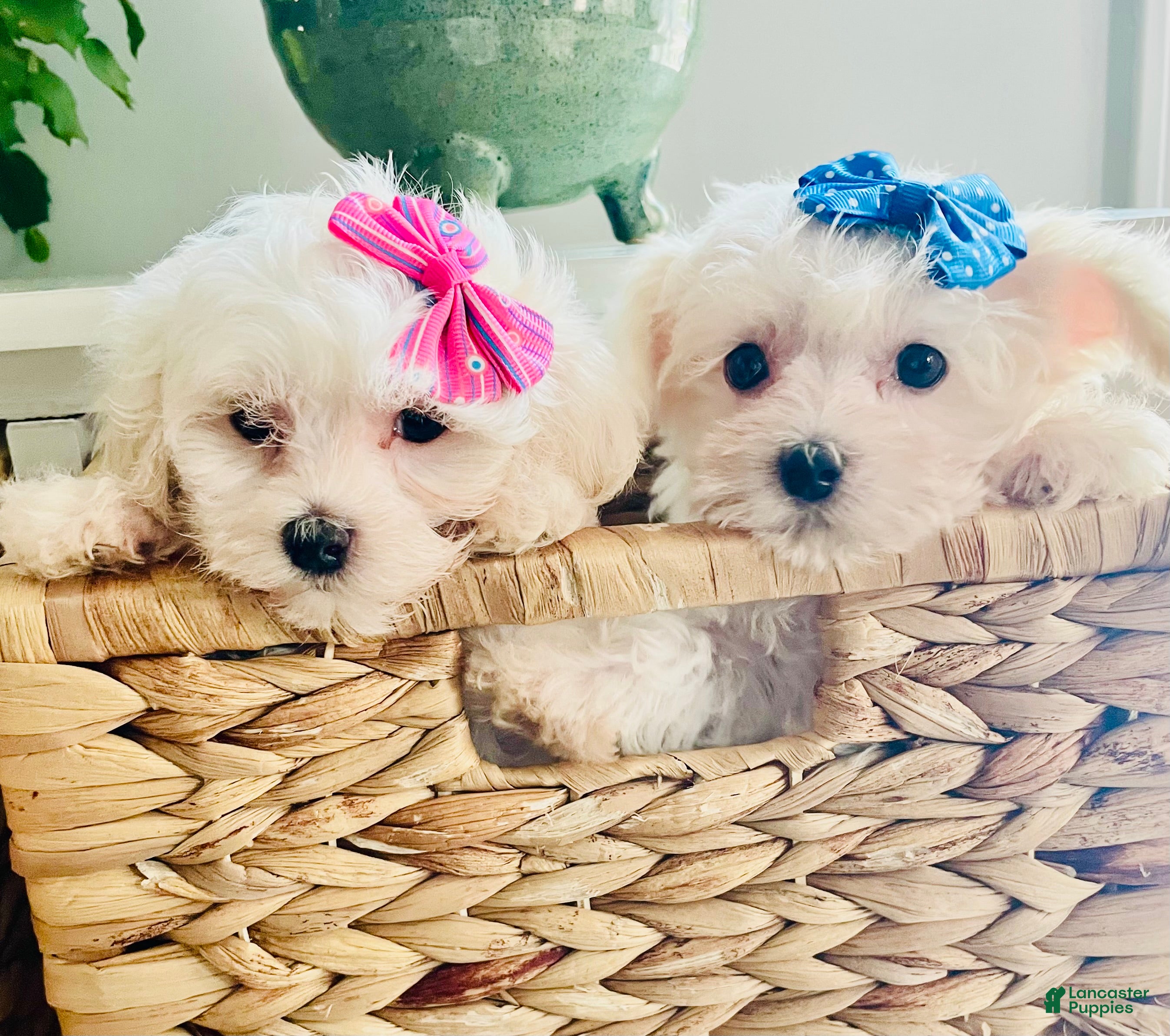 Maltese dogs Teacup Tiana - Ad 2