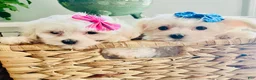Maltese dogs for sale: Teacup Tiana - Ad 2