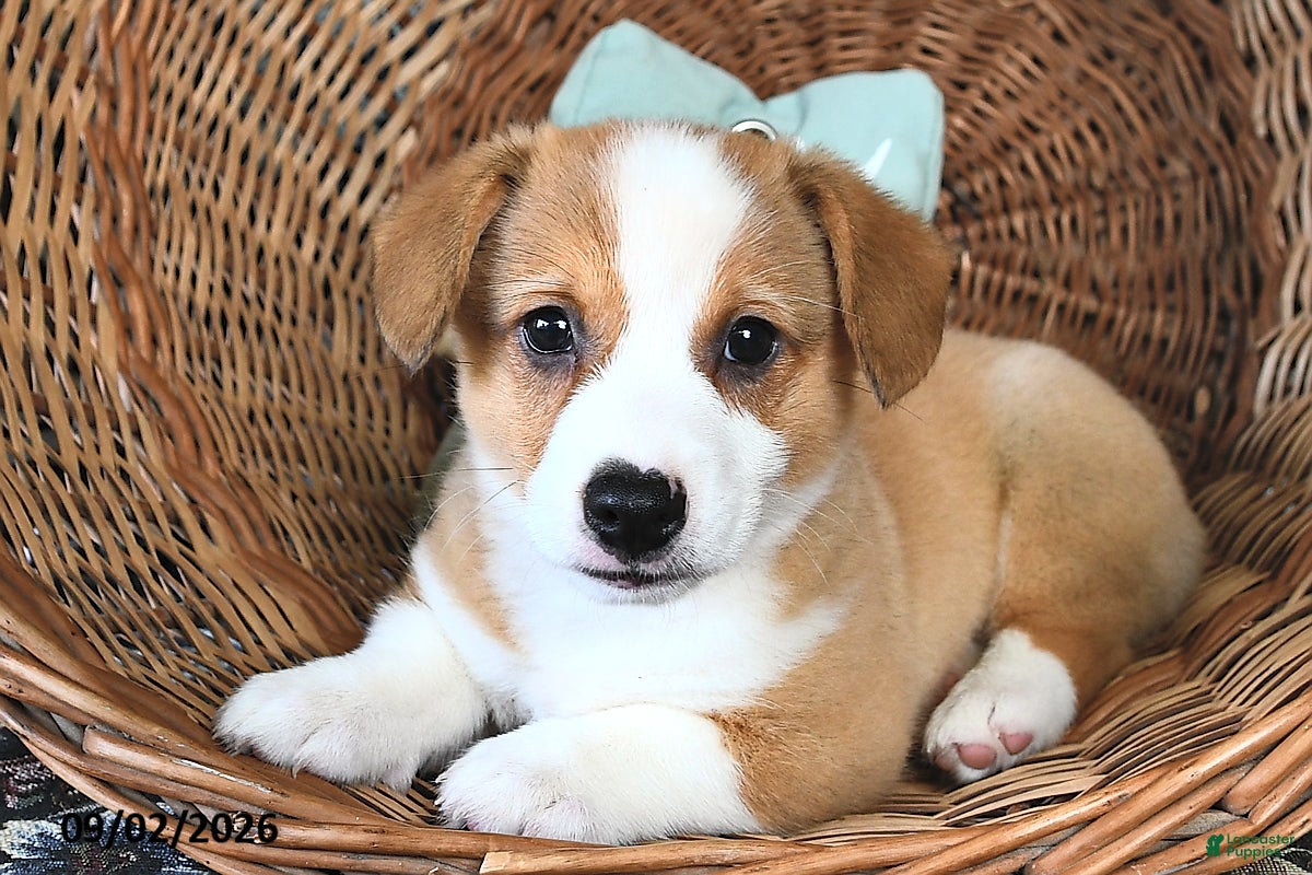 Welsh Corgi Pembroke dogs Buddy  - Ad 2