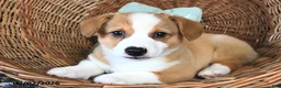 Welsh Corgi Pembroke dogs for sale: Buddy  - Ad 2