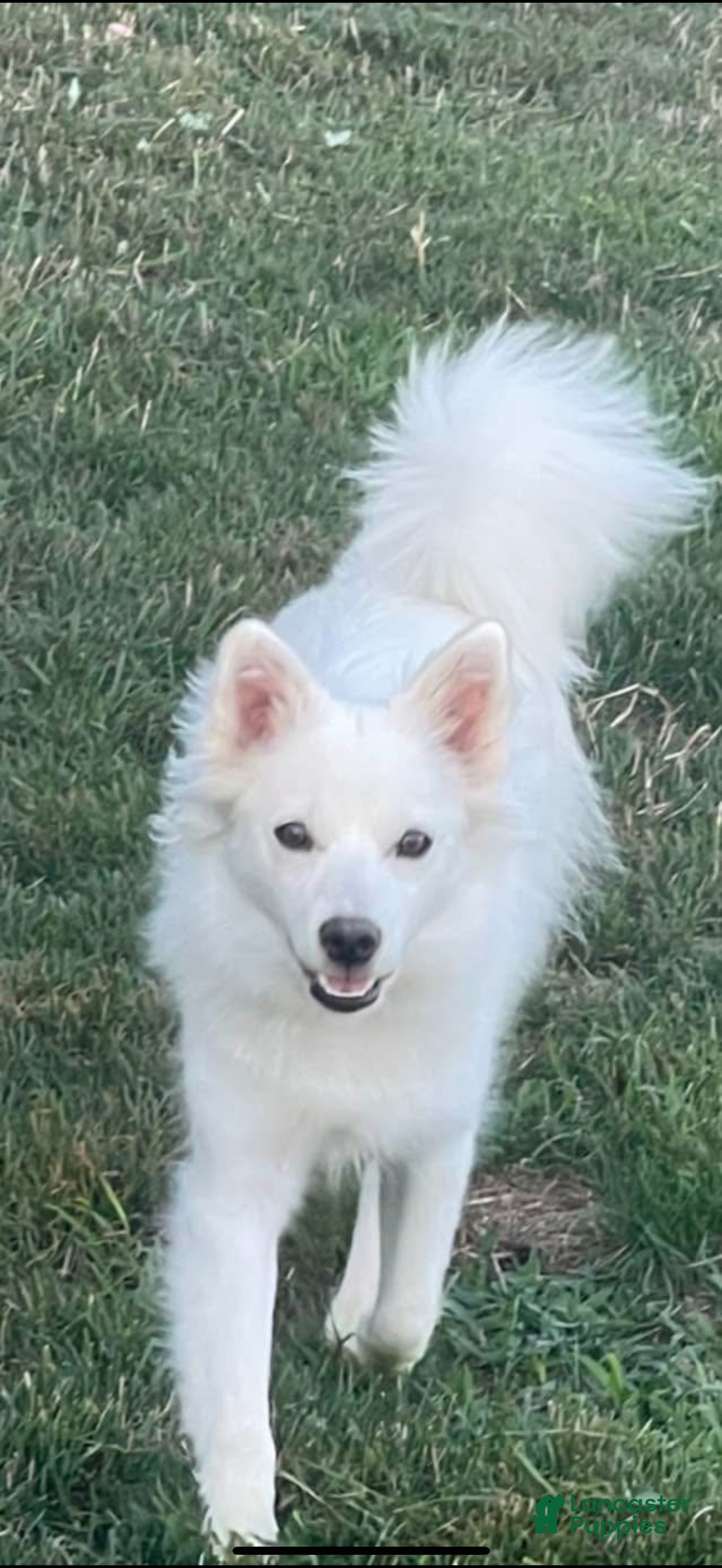 American Eskimo dogs for sale: Remi - Ad 10