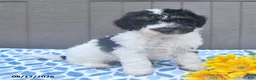 Bichpoo dogs for sale: Sparky - Ad 2