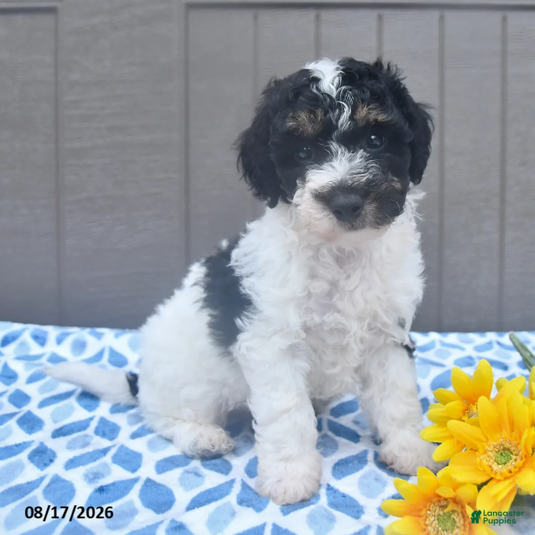 Bichpoo dogs for sale: Sparky - Ad 2