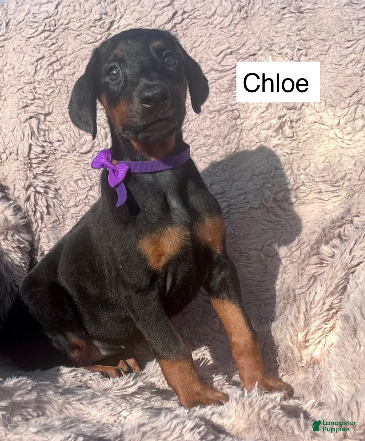 Doberman Pinscher dogs Chloe - Ad 1