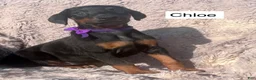Doberman Pinscher dogs for sale: Chloe - Ad 1