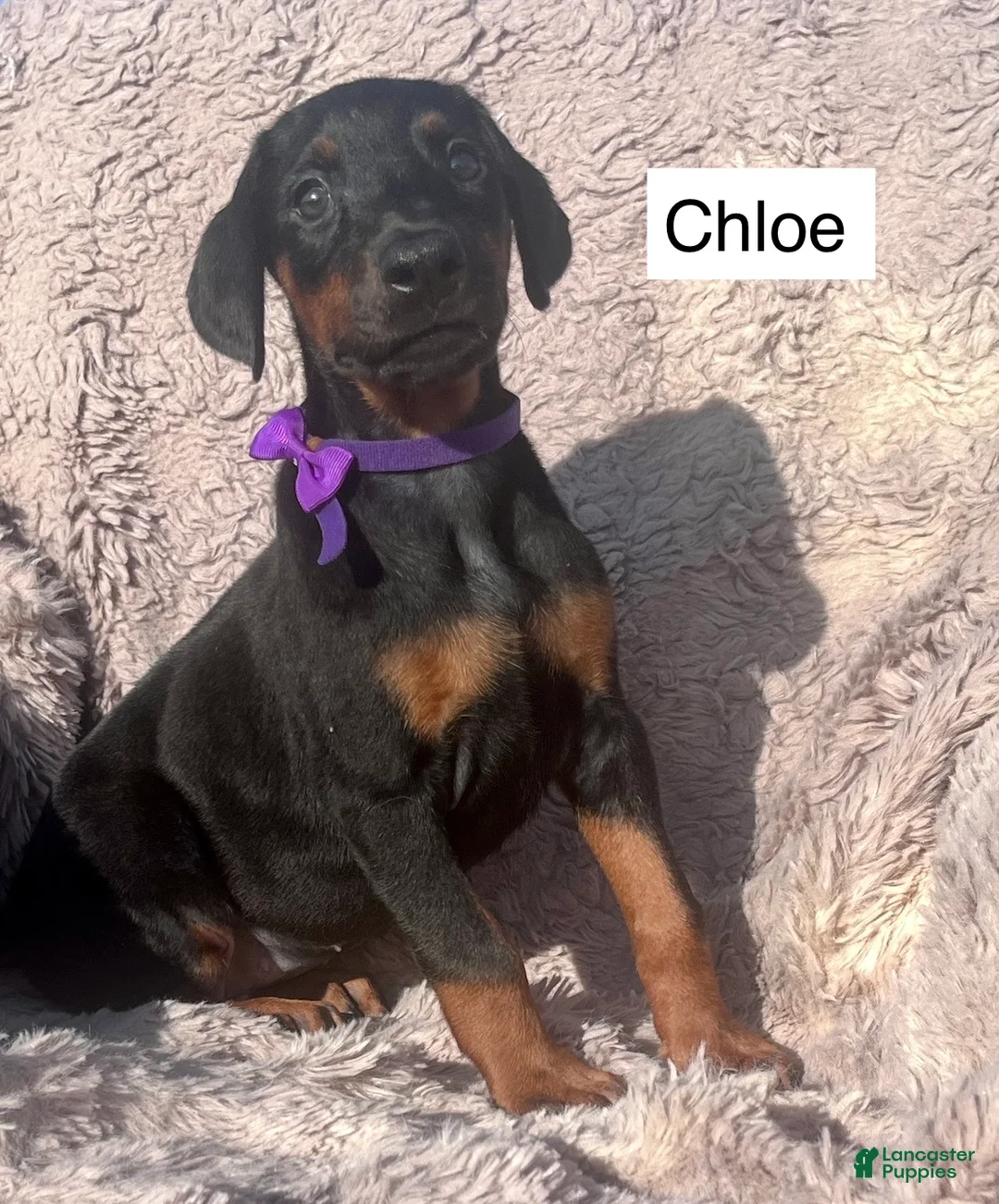 Doberman Pinscher dogs for sale: Chloe - Ad 1