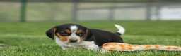 Beagle dogs for sale:  Charlie 🐶✨ - Ad 9