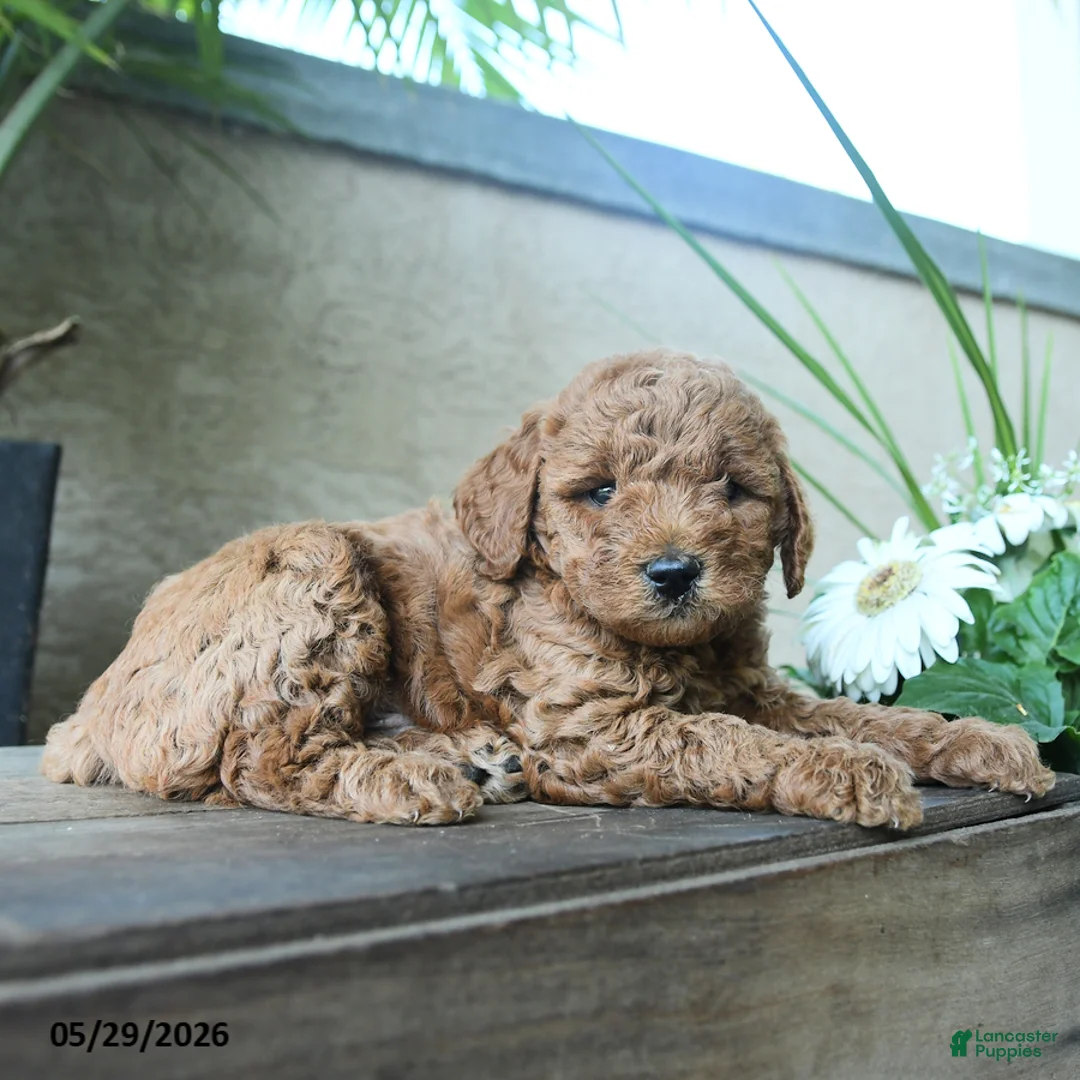 Miniature Poodle dogs for sale: Gus - Ad 3
