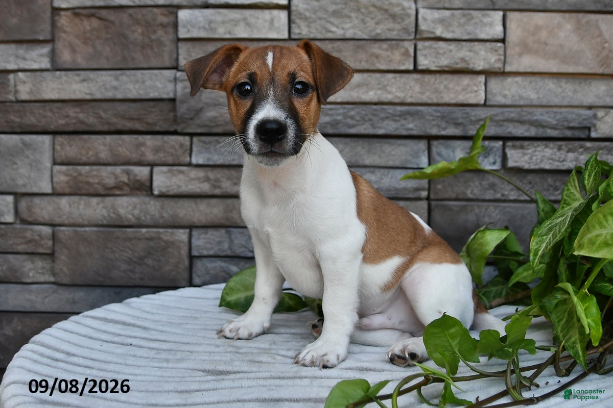 Jack Russell Terrier dogs Cookie - Ad 1