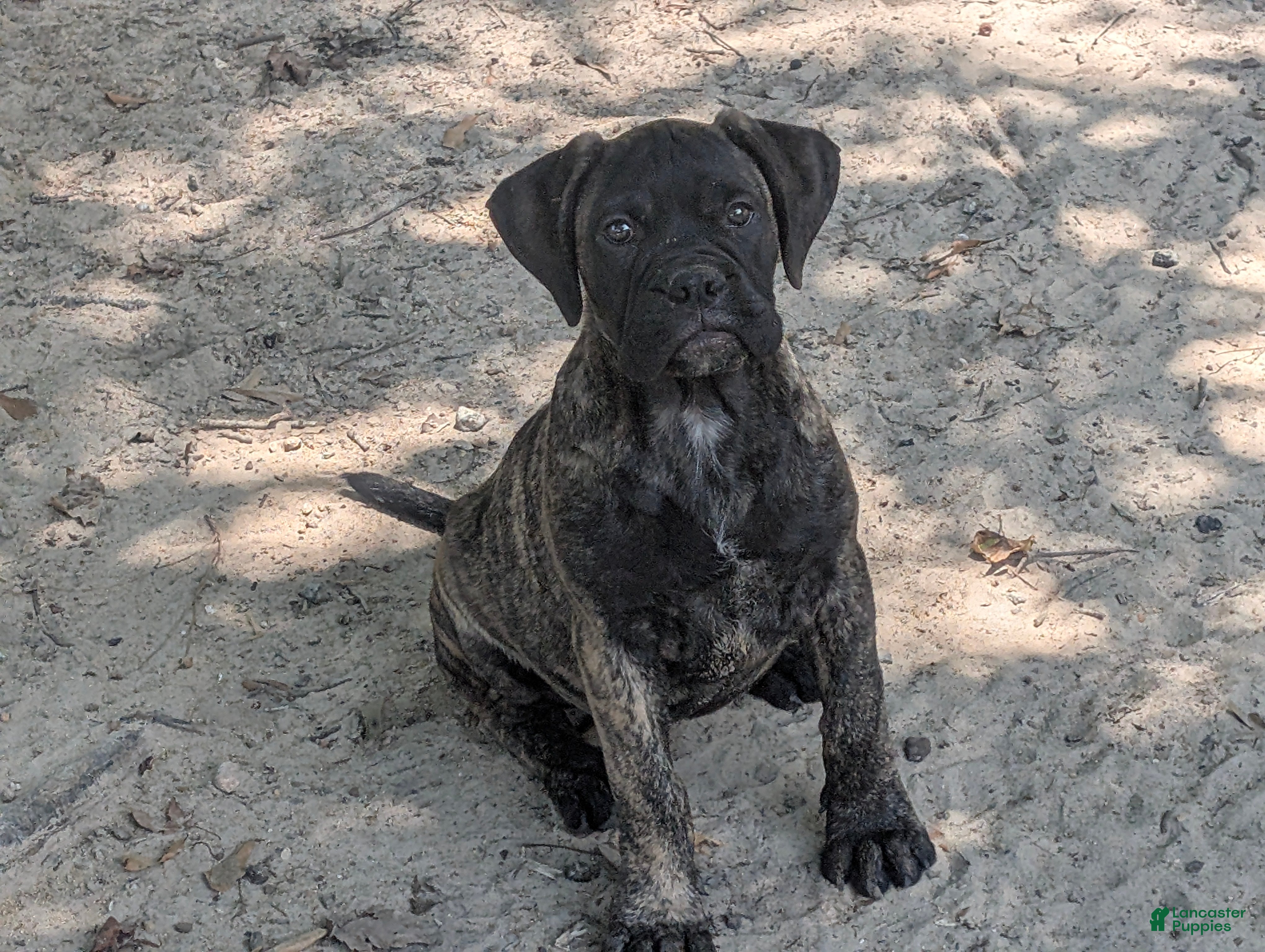 Bullmastiff dogs Bullmastiff Puppy 5 - Ad 1