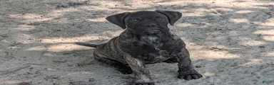 Bullmastiff Puppy 5