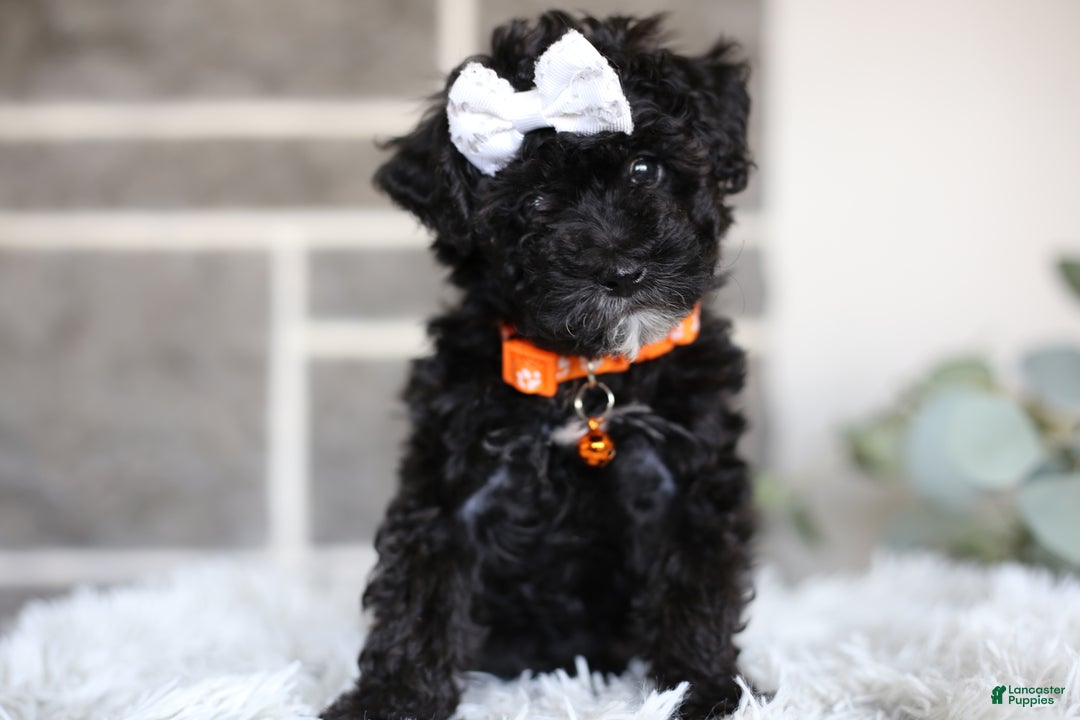 Miniature Poodle dogs for sale: Gracie  - Ad 4