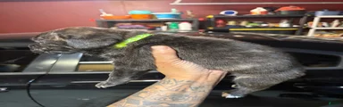 Cane Corso Puppy 2