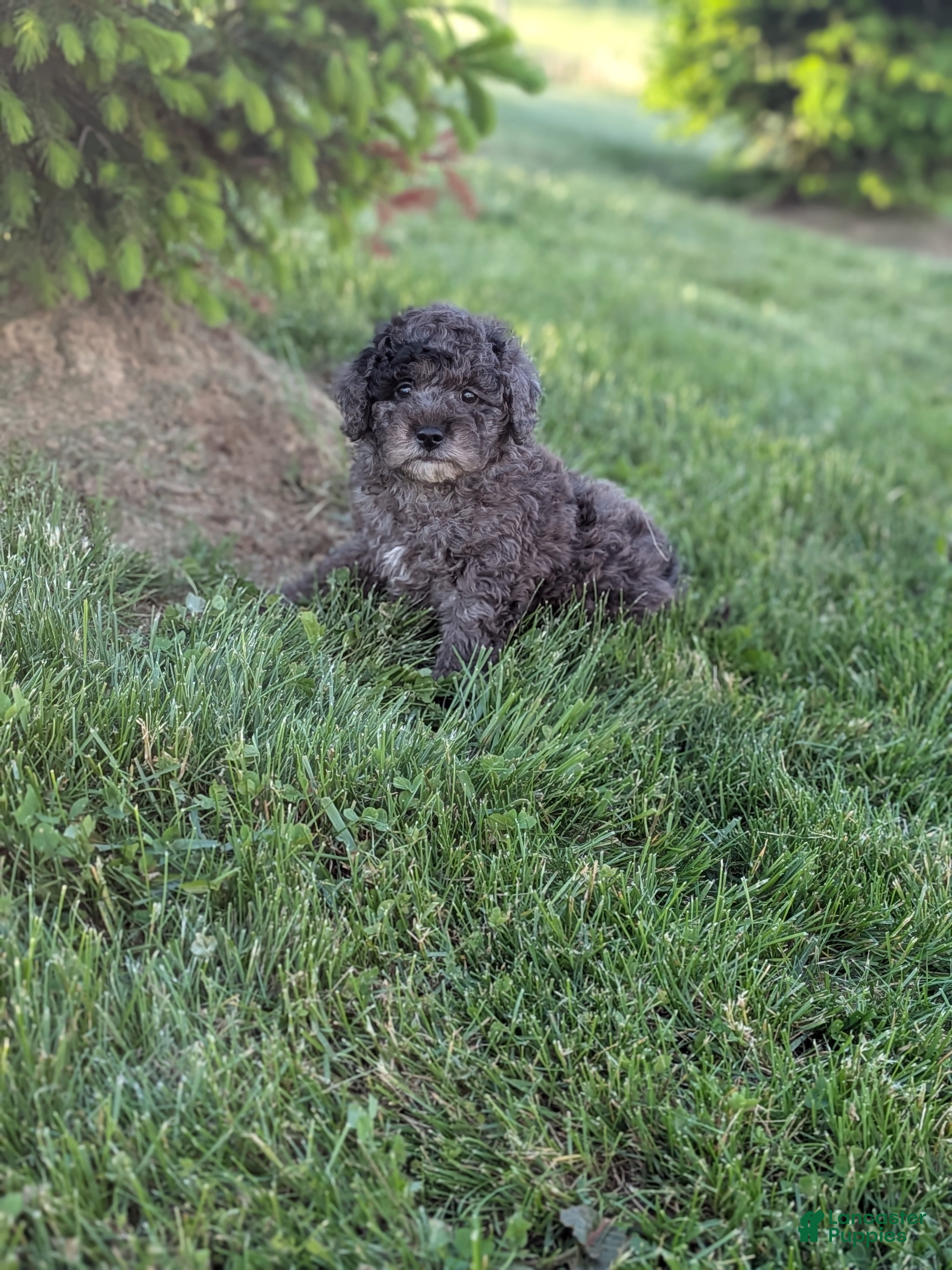 Miniature Poodle dogs for sale: Coby - Ad 1
