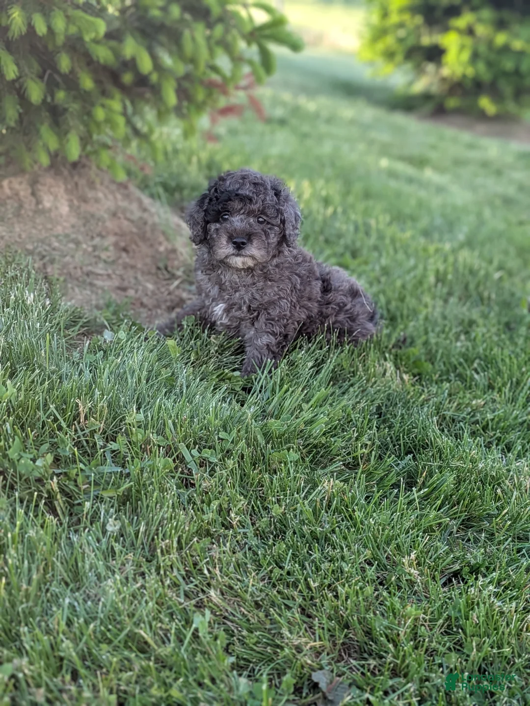 Miniature Poodle dogs for sale: Miniature Poodle Puppy 1 - Ad 1