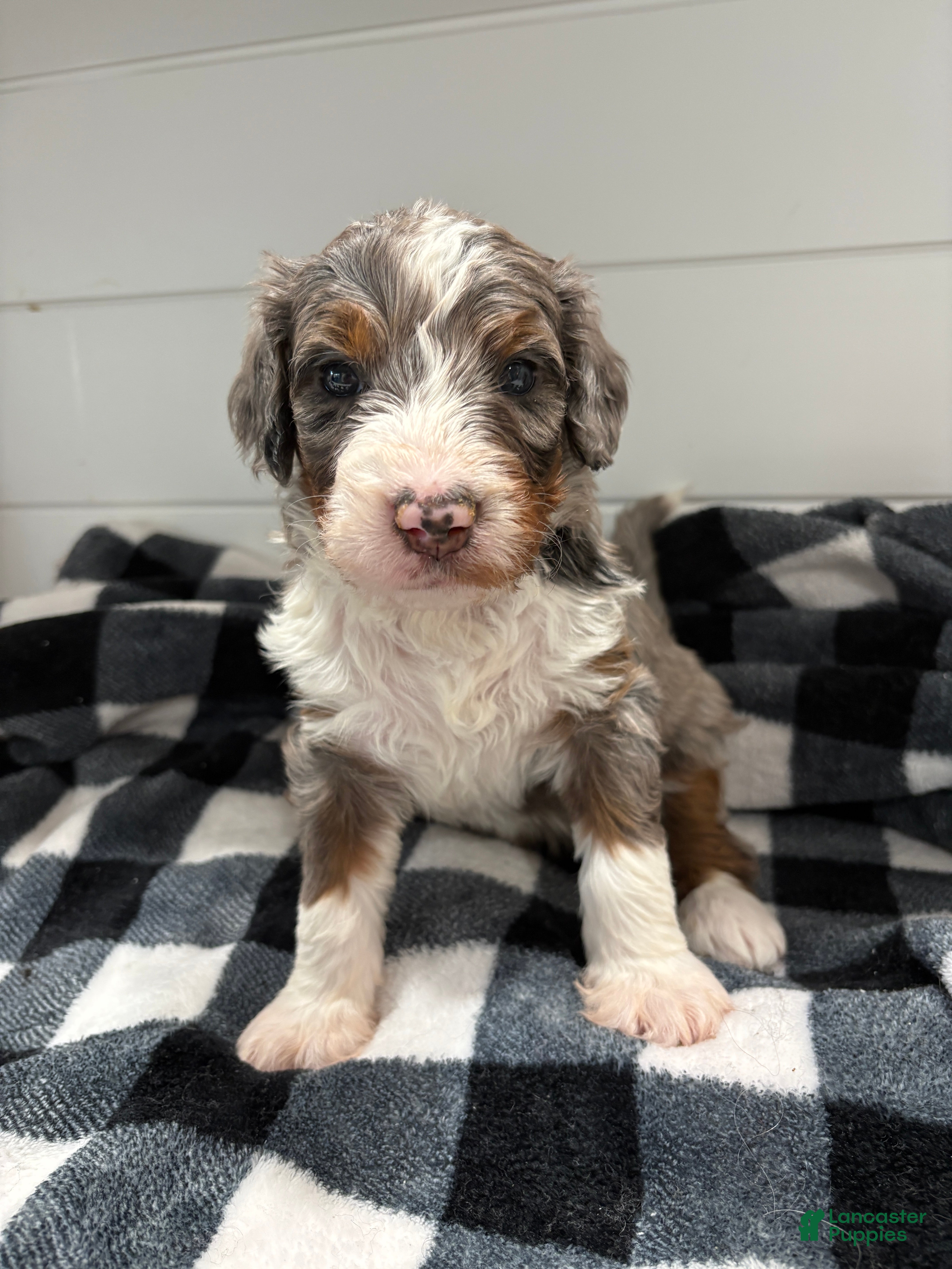 Bernedoodle dogs Smokey - Ad 29