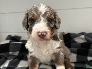 Bernedoodle dogs Smokey - Ad 29