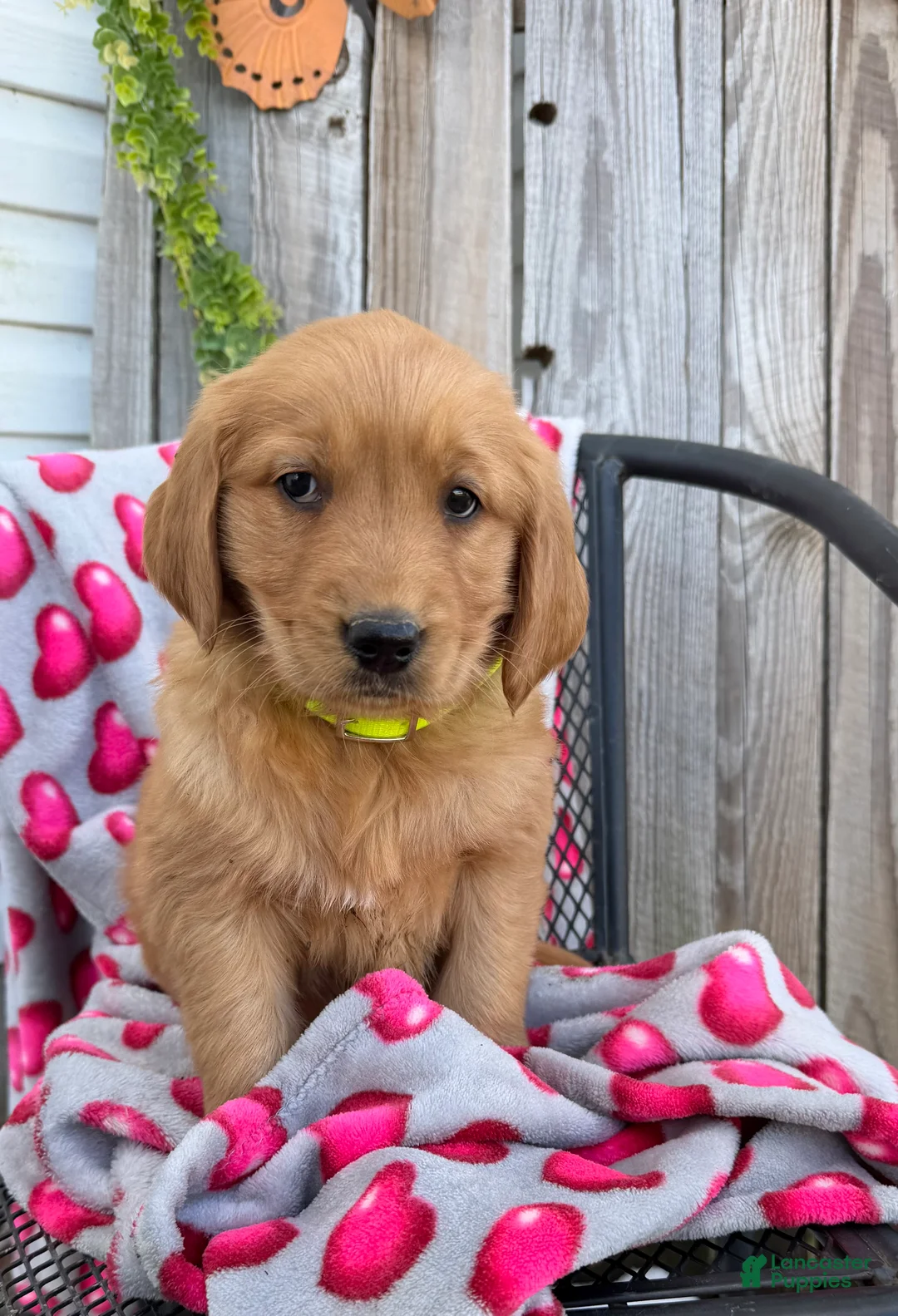 Golden Retriever dogs for sale: Abby - Ad 3