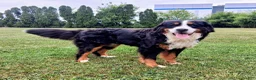 Bernese Mountain Dog dogs for stud: Rontu Aero - Ad 3